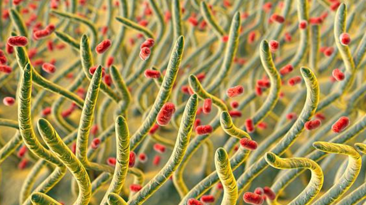 Nova bactéria detectada no Nordeste, representa risco a saúde global