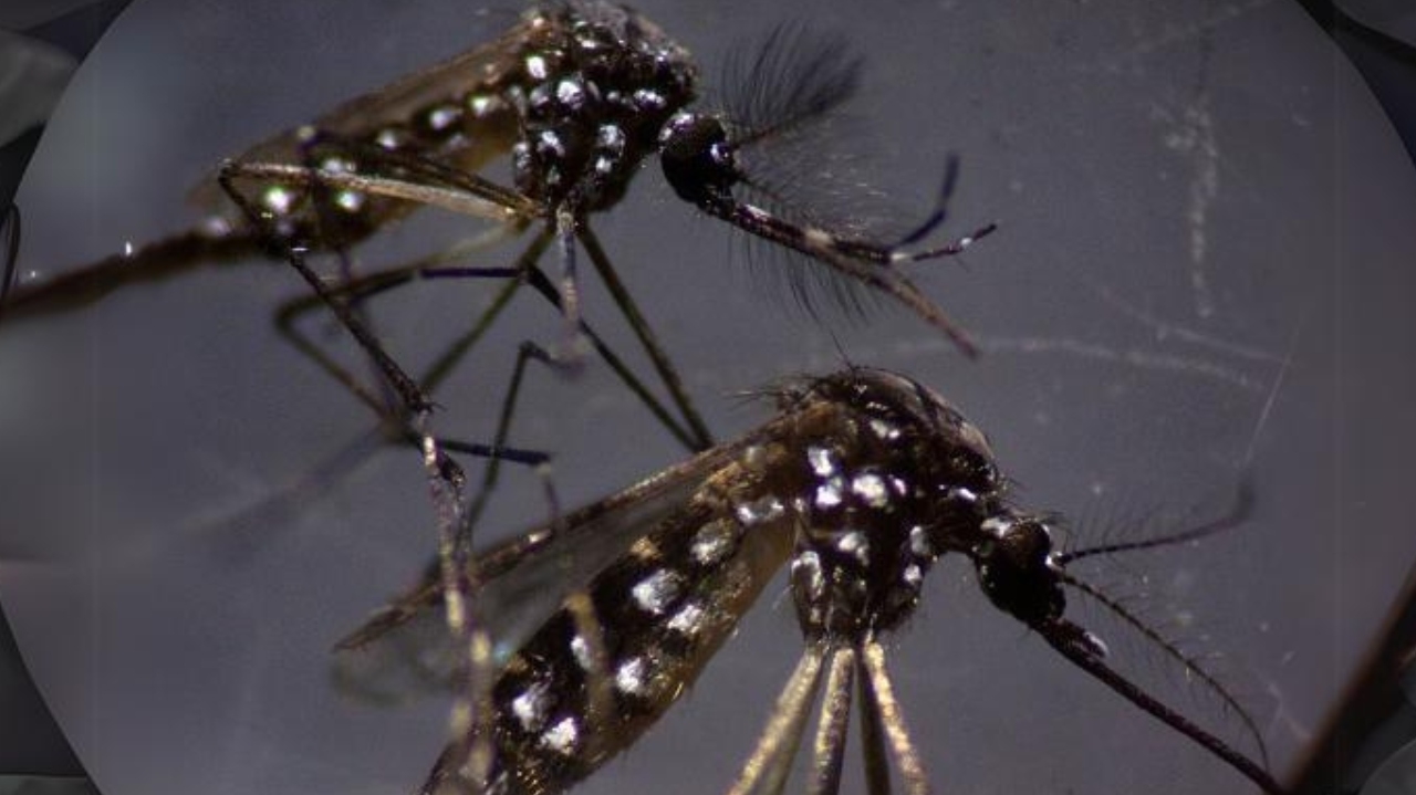 Medicamento contra a dengue entra na segunda fase de testes no Brasil