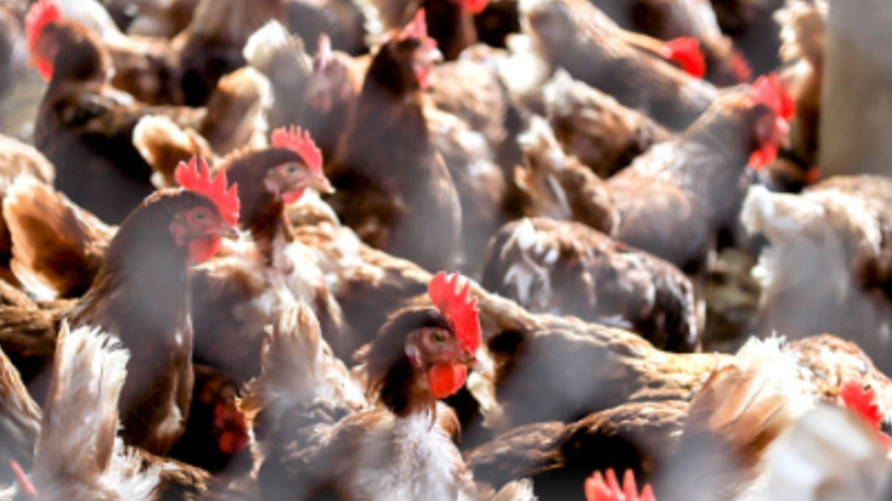 Canadá tem registro de primeiro caso da gripe aviária em humanos