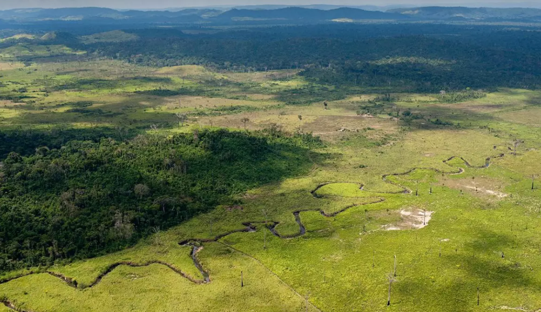 Amazon vai restaurar florestas na Amazônia em ação de remoção de carbono