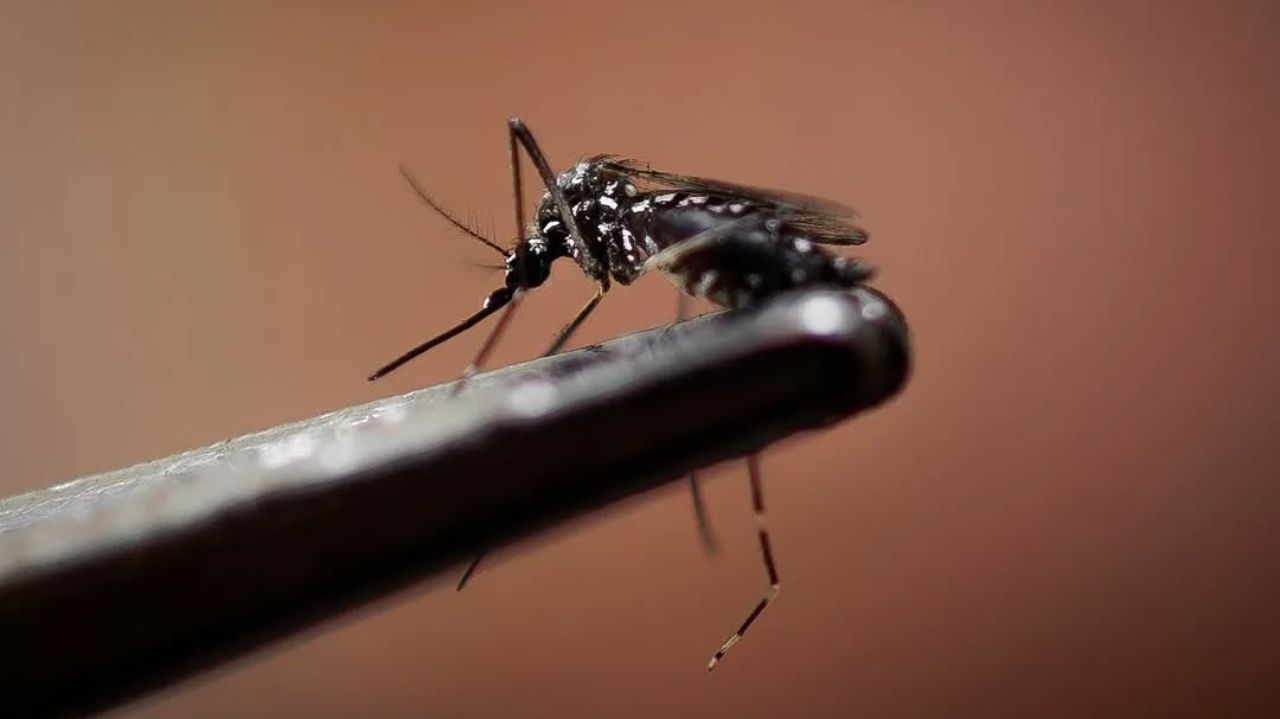 Como se previnir da dengue durante as viagens de carnaval