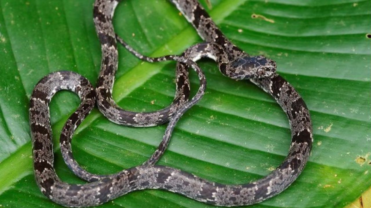 Homem alcoolizado causa espanto ao vomitar uma cobra inteira e vai parar na Emergência