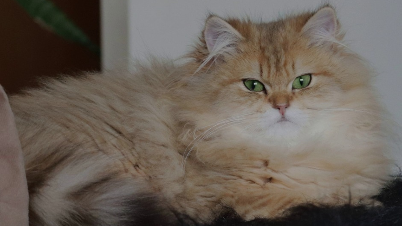 As raças de gatos mais desejadas de 2025