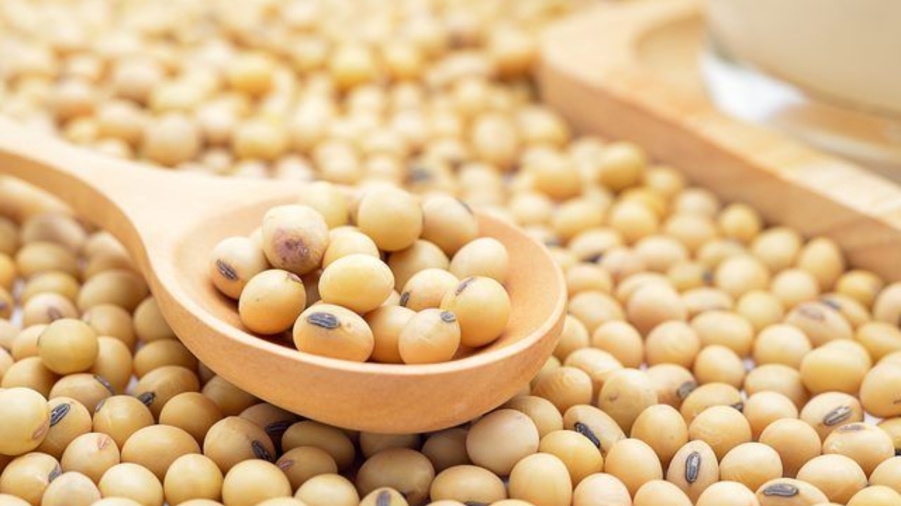 Primeira soja geneticamente editada do brasil é testada por cientistas