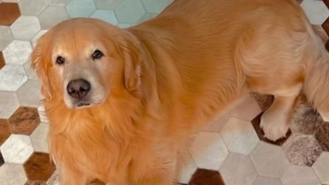 Morte do cão Joca mobiliza Ministério da Justiça e Congresso