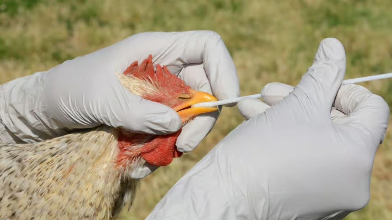Brasil confirma caso de gripe aviária em granja comercial do Rio Grande do Sul
