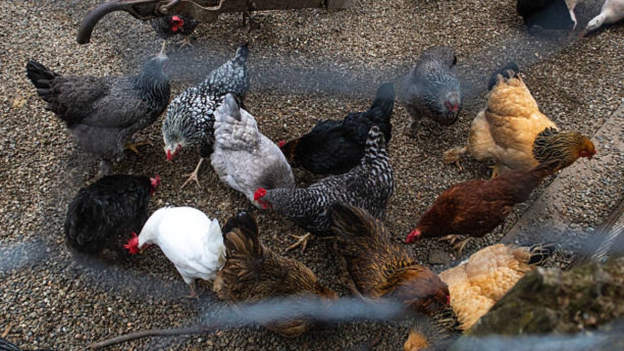 Dois novos casos de gripe aviária em granjas comerciais estão sob investigação no Brasil