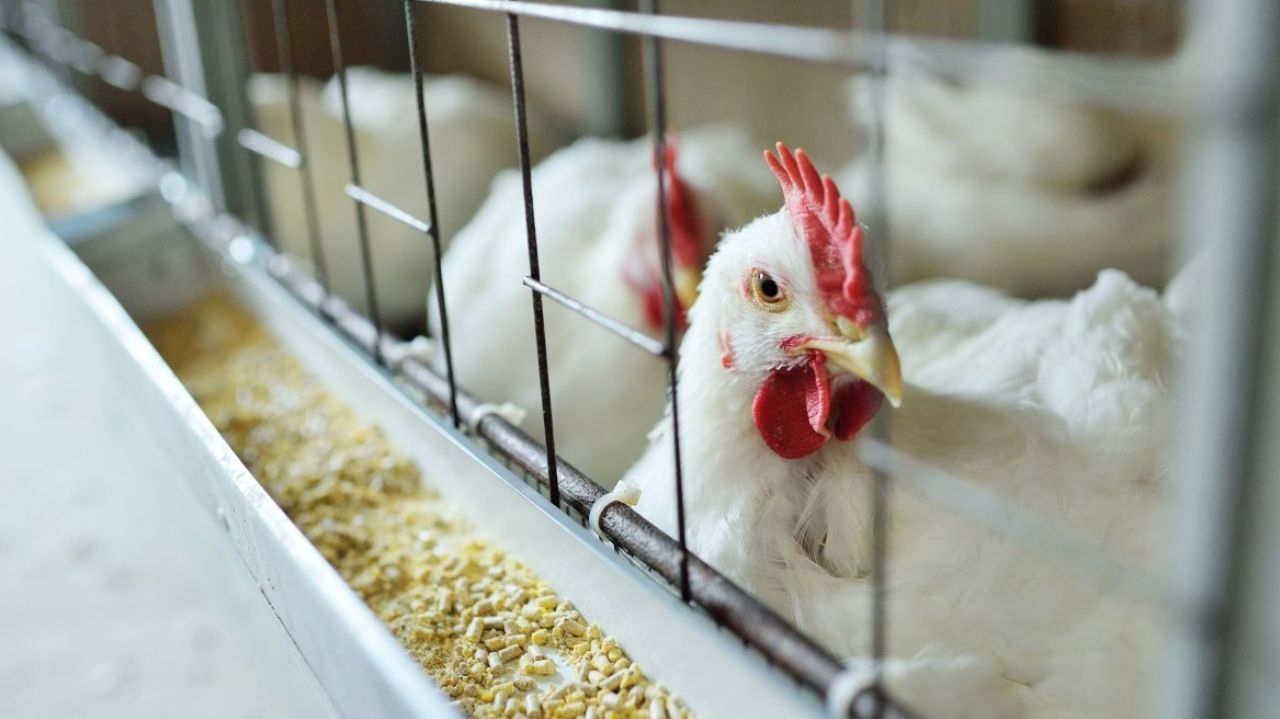 Gripe aviária não deve afetar preços de frango e ovos, afirma ministro da Agricultura e Pecuária