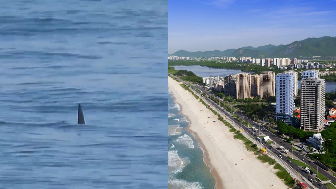Tubarão é avistado por surfistas na Barra da Tijuca e reforça alertas sobre segurança no mar