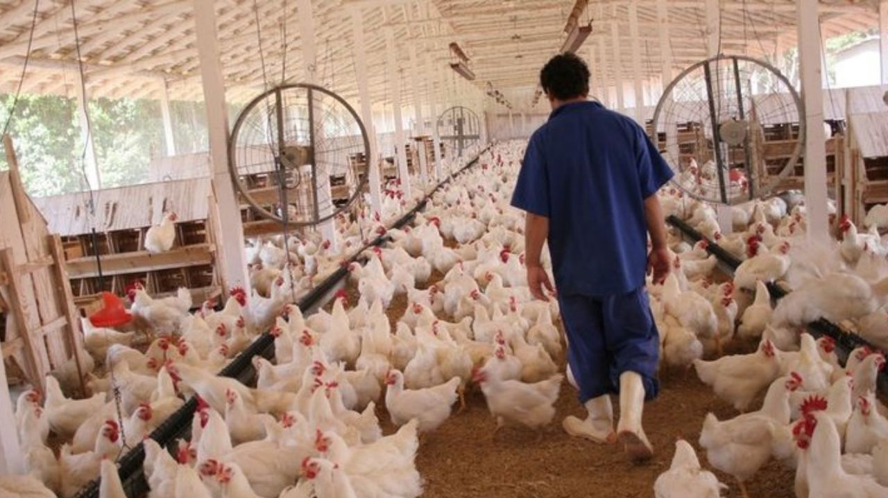 Arábia Saudita eleva restrições ao frango brasileiro e União Euroasiática reduz barreiras