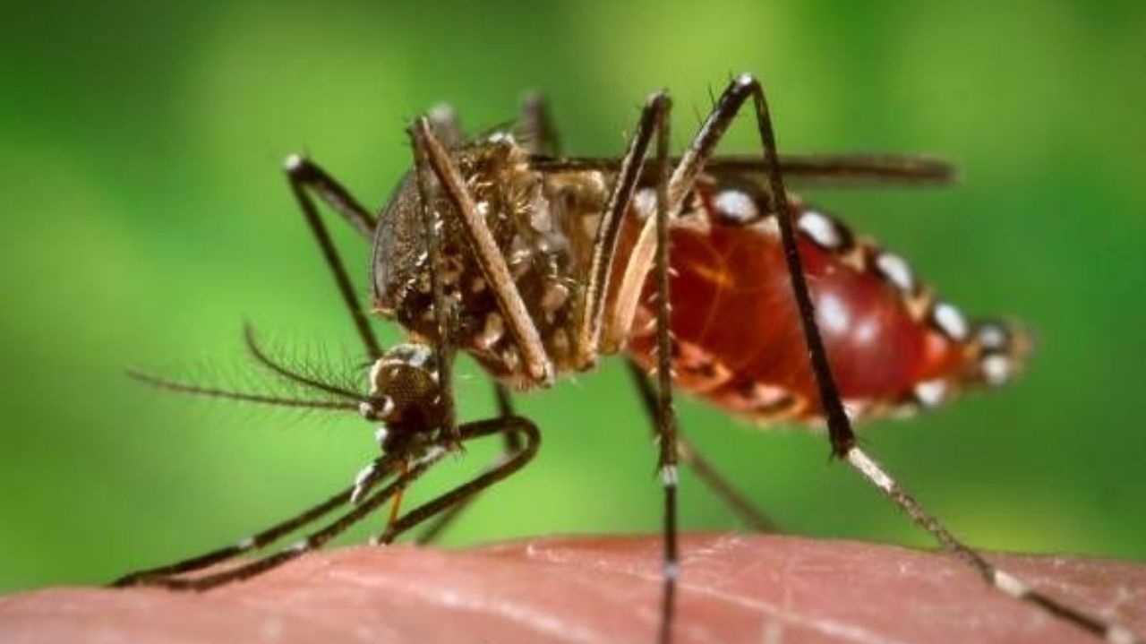 Casos de dengue avançam e Brasil registra mais de mil mortes em 2025