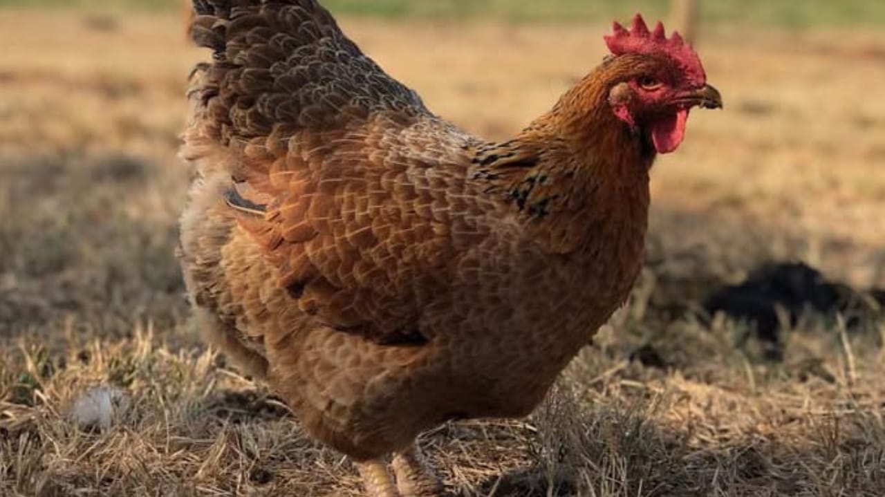 Novo ciclo de inspeções reforça a gripe aviária no Rio Grande do Sul