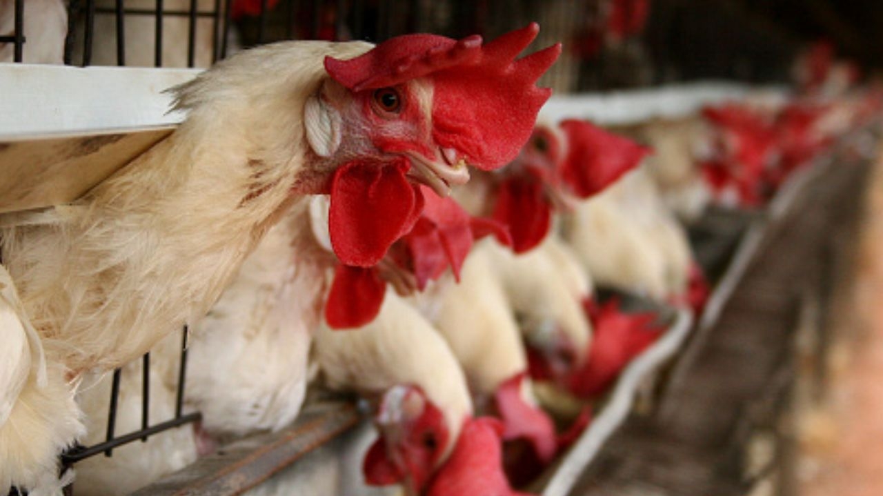 Gripe Aviária: veja os impactos na exportação de carne de frango do Brasil