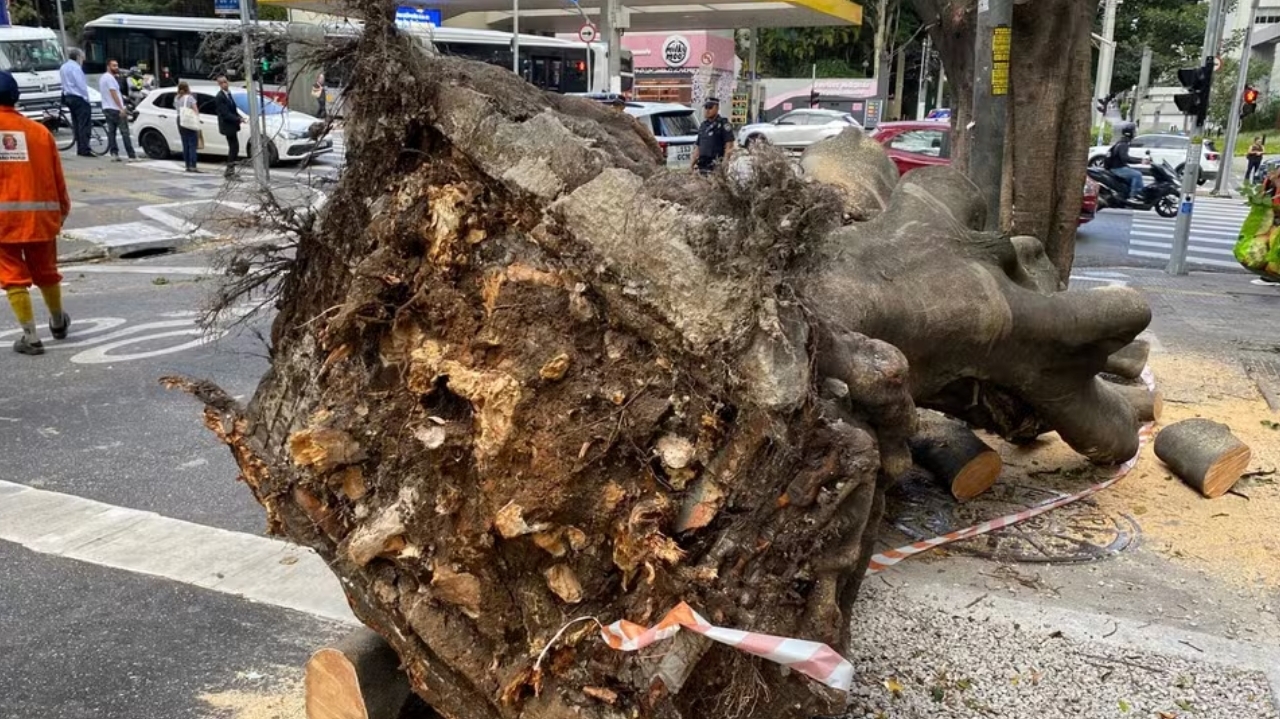 Ventania causa queda de árvores e falta de energia em São Paulo