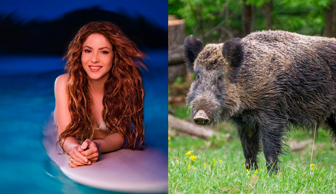 Shakira diz que foi “/atacada e roubada”/ por dois javalis em parque de Barcelona