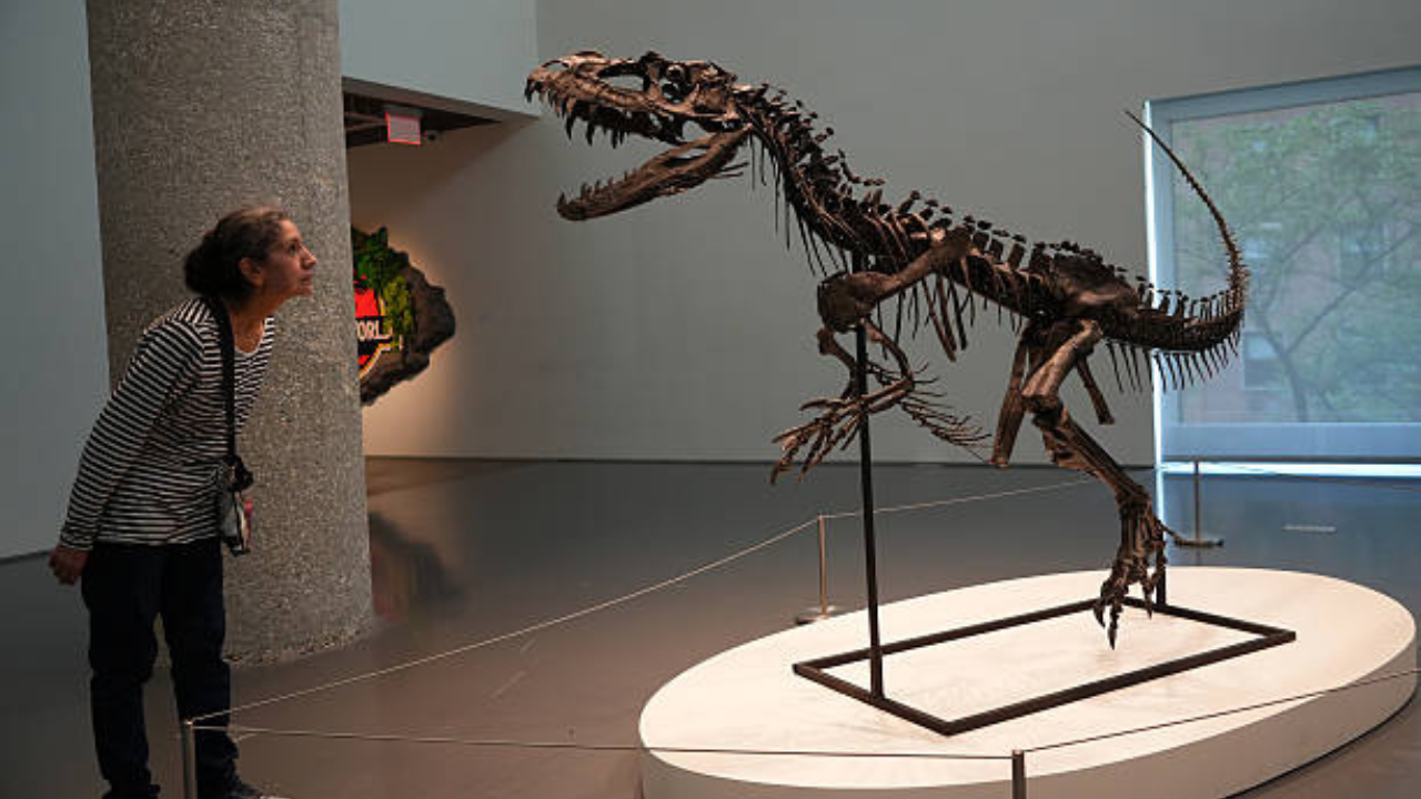 Fóssil de Ceratosaurus   | Reprodução/China News Service/Getty Images Embed