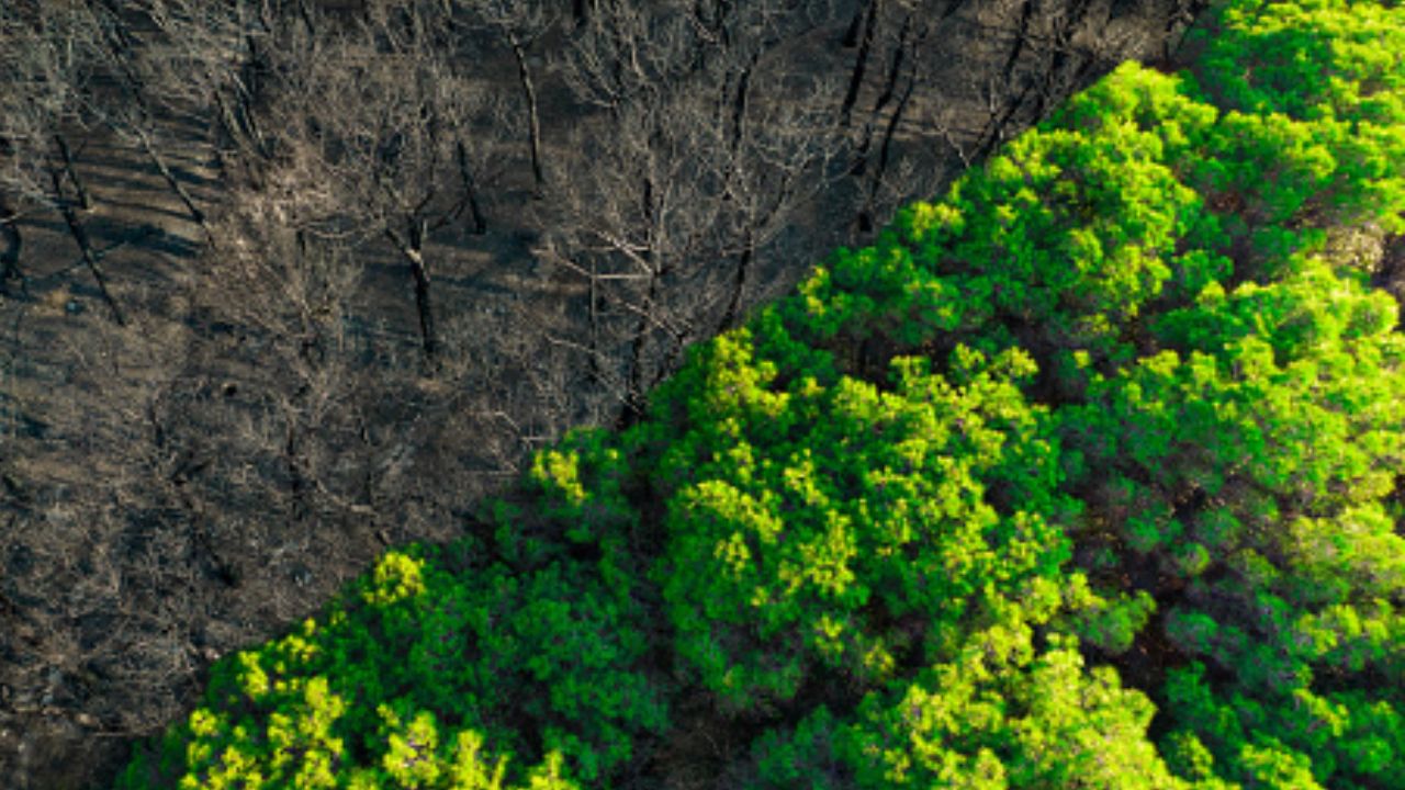 Floresta antes e depois de um incêndio florestal devastador | Reprodução/Artur Debat/Getty Images