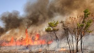 Brasil registra queda de 46% nos focos de incêndio no primeiro semestre