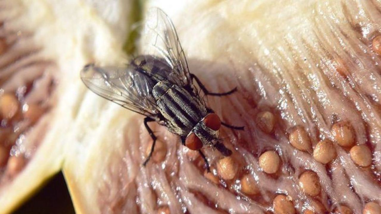 Mosca se alimentando | Reprodução/Pinterest/idoiamun