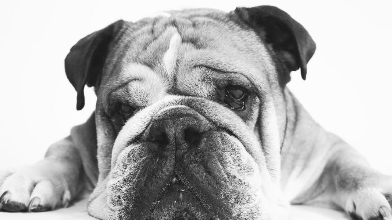 Cachorro Roscoe | Reprodução/Instagram/@roscoelovescoco