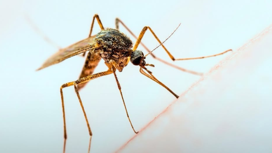 Vacina de dose única contra dengue marca virada histórica no combate à doença no Brasil