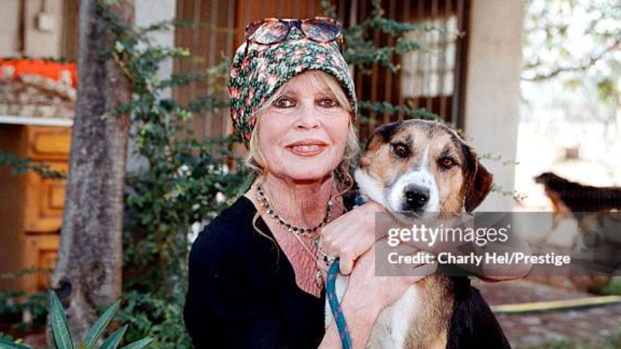 Atriz Brigitte Bardot | Reprodução/Charly Hel/Prestige/Getty Images Embed