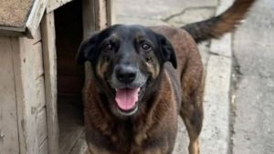 Polícia Civil finaliza investigação sobre morte do cão Orelha na Praia Brava