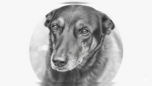 Caso Orelha: investigação busca esclarecer morte de cão comunitário em Florianópolis