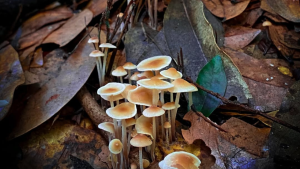 Nova espécie de cogumelo é descoberta na África