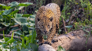 COP15 sobre espécies migratórias inicia nesta segunda (23) no Brasil