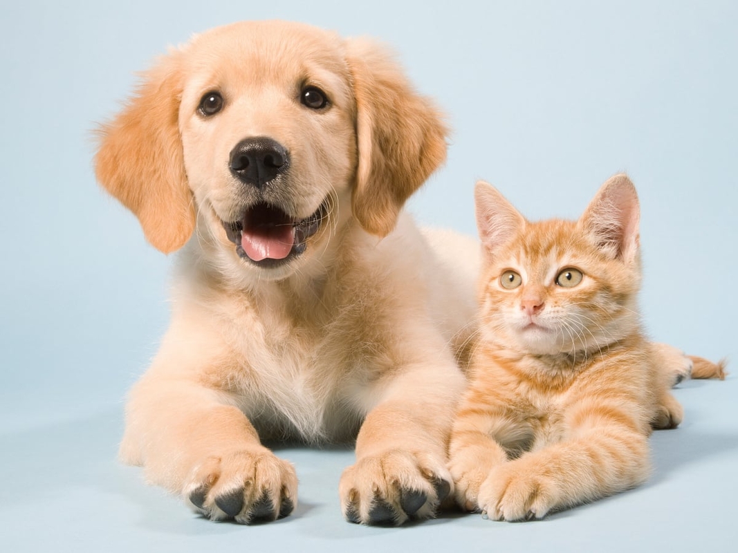 Abandono de animais é crime e segue em alta no Brasil