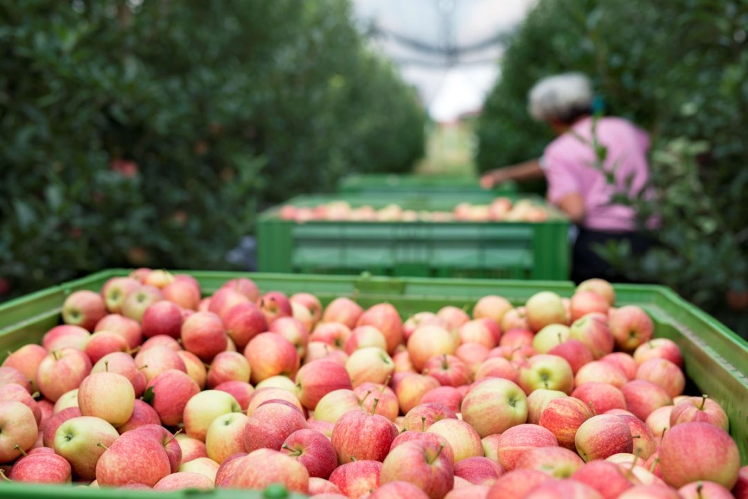 Umidade e a temperatura ameaçam exportação de alimentos