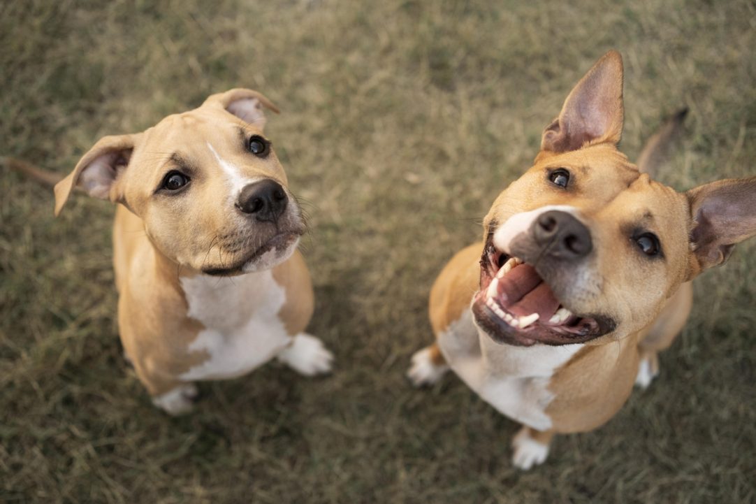 Elanco trata mais de 2 milhões de cães com Zenrelia