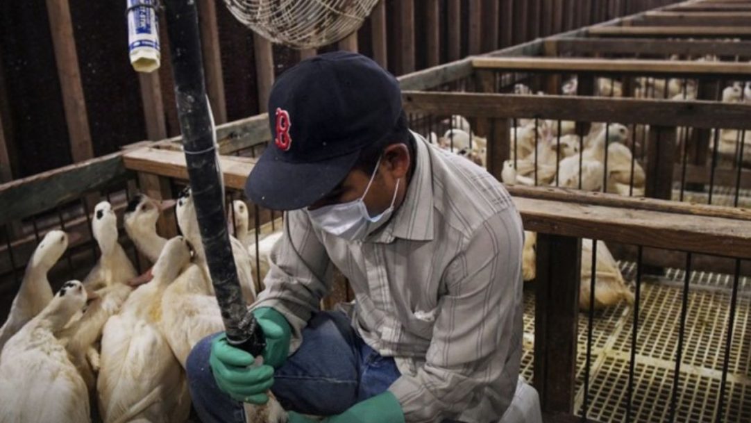 Proibição do foie gras reacende divergências entre Brasil e França