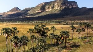 Projeto de restauração do Cerrado recebe reconhecimento da ONU