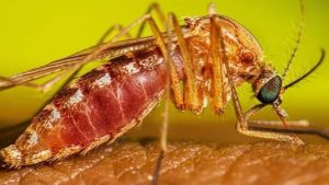 São Paulo confirma primeiros casos de Febre do Nilo Ocidental em humanos no estado