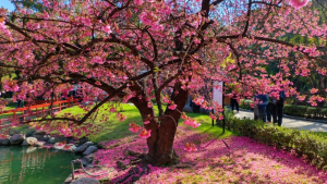 Primavera chega ao Brasil com El Niño e previsão de mudanças no clima