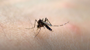 Autoridades descartam risco de epidemia de febre do Nilo em SP mas mantêm monitoramento dos casos no Estado